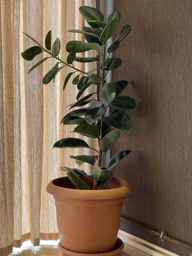 Park Azure Louvre Apartment 바쿠 외부 사진